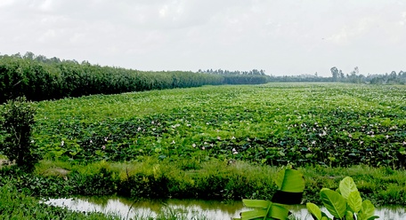 Ruộng sen ở huyện Tháp Mười (Đồng Tháp).