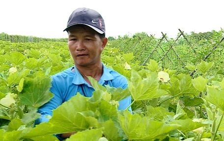 Cây đậu bắp đang mang lại hiệu quả cho nông dân.