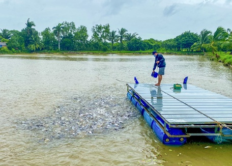 Giá thức ăn tăng cao khiến người nuôi giảm lợi nhuận.