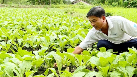 Nông dân phấn khởi vì củ cải trắng được mùa, giá tăng cao.