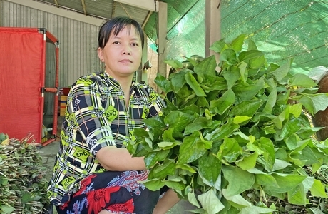 Vốn vay giải quyết việc làm đồng hành để nâng cao thu nhập, cải thiện đời sống người dân.