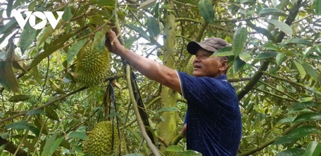 Nông dân Long An kỳ vọng với những nỗ lực và canh tác bài bản an toàn sầu riêng có nhiều cơ hội thuận lợi để xuất khẩu chính ngạch.