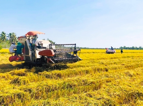Canh tác lúa thông minh giúp nông dân tăng năng suất, lợi nhuận.