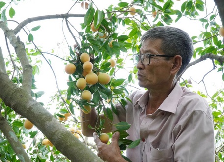 Thanh trà ngọt được chú Cập cải tạo, nghiên cứu giống tốt hơn.