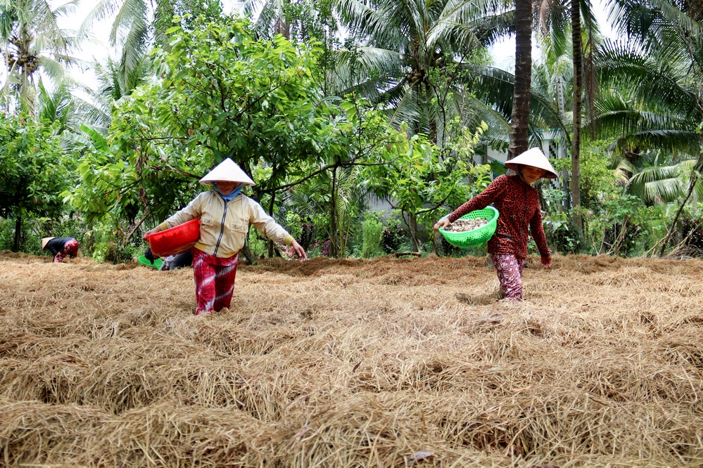 Nâu cho biết, trong vụ nấm rơm này anh tận dụng 700 cuộn rơm chất dòng trồng trên khoảng 1 công đất quanh nhà.