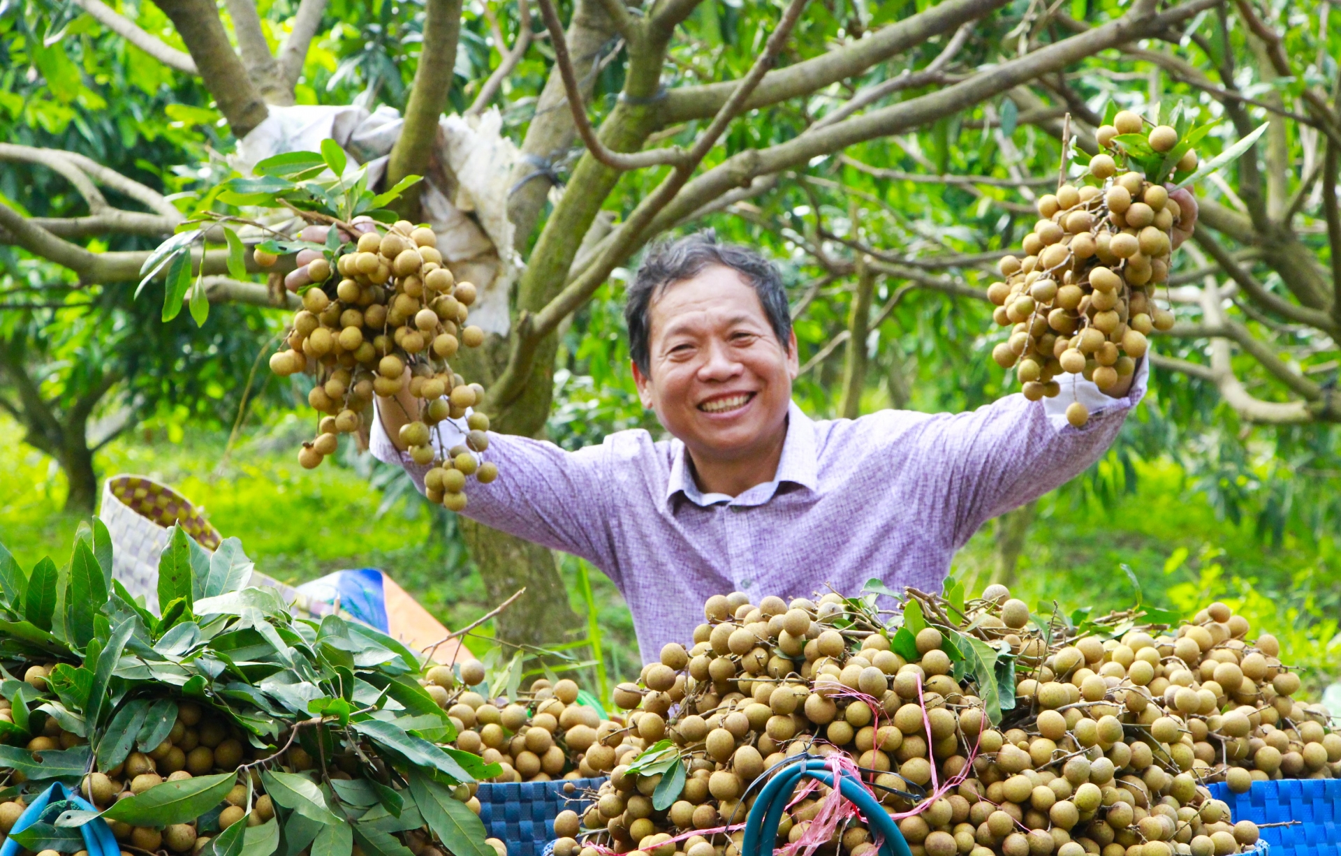 Nông dân ý thức sản xuất nông nghiệp sạch, an toàn, theo hướng hữu cơ. Ảnh: THẢO LY