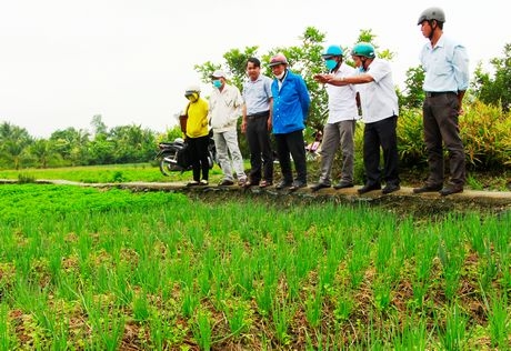 Khảo sát vùng nguyên liệu của HTX Sản xuất và tiêu thụ rau an toàn Phước Hậu.