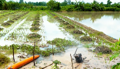 Nhiều diện tích rau màu bị ngập do triều cường, người dân đang tích cực bơm tát.