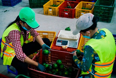  Dựa vào đề án, ngành chức năng có thể cập nhật giá thu mua cam sành tại vườn theo thời gian thực.