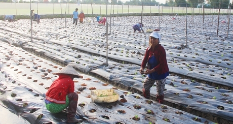 Các mô hình kinh tế hợp tác đang góp phần tạo việc làm nâng cao thu nhập, cải thiện đời sống cho nông dân.