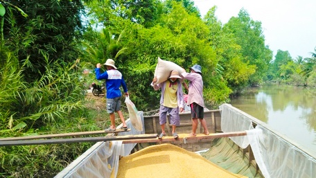 Giá lúa cao nhưng năng suất lúa thấp, nông dân không có lời nhiều, thậm chí lỗ vốn.