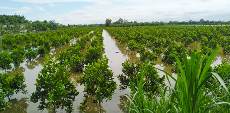 Triều cường gây sạt lở nhiều bờ bao, ngập nhiều cây ăn trái.