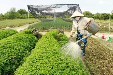 Sản xuất theo tiêu chuẩn an toàn, VietGAP đòi hỏi chi phí, công sức nhiều hơn.