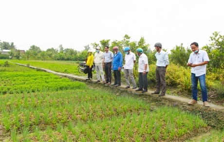 Rau sạch còn gặp khó về đầu ra.