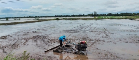 Nông dân đang tập trung xuống giống vụ lúa Đông Xuân đợt 2.