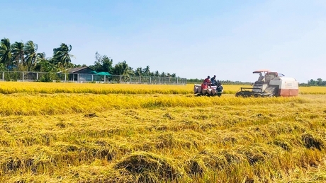 Nông dân vùng ĐBSCL có nhiều tiến bộ trong sản xuất.