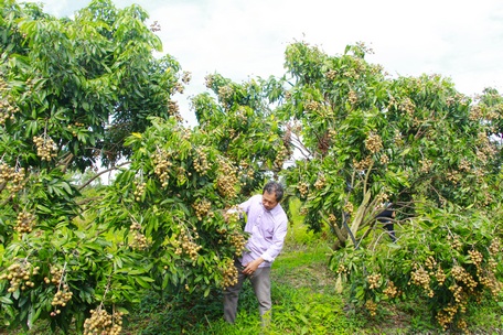 Ông Phương thành công với mô hình trồng nhãn ido kết hợp làm du lịch.