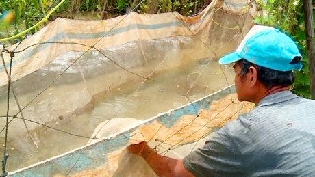 Ông Thành cho biết, ưu điểm của nuôi cá lóc trong vèo là vừa tránh được hao hụt lại vừa dễ theo dõi, chăm sóc.