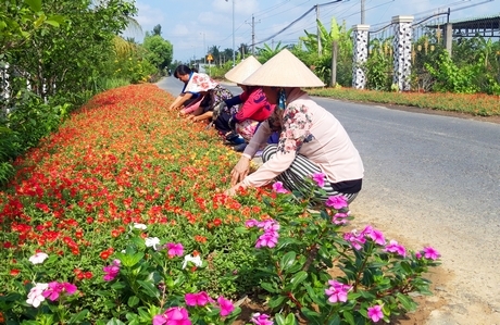 Xã Chánh An đang tập trung nâng chất tiêu chí môi trường nhất là xây dựng cảnh quan sáng - xanh - sạch - đẹp.