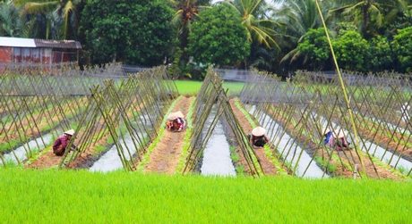 Ngành nông nghiệp khuyến cáo nông dân chọn giống đạt tiêu chuẩn, chất lượng.