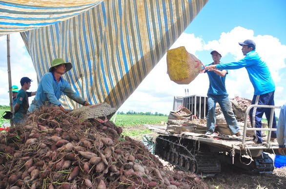 Giá khoai lang tím Nhật lập đỉnh mới, hơn 1,2 triệu đồng/tạ - Ảnh: CHÍ HẠNH