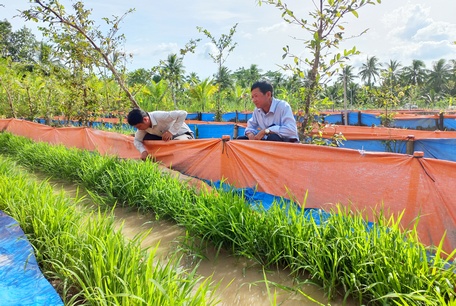 Xã Tân Long Hội đang tập trung nhân rộng các mô hình kinh tế có hiệu quả.