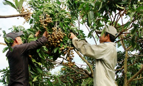 Người dân, nhà sản xuất cần minh bạch hóa quy trình sản xuất theo tiêu chuẩn VietGAP.