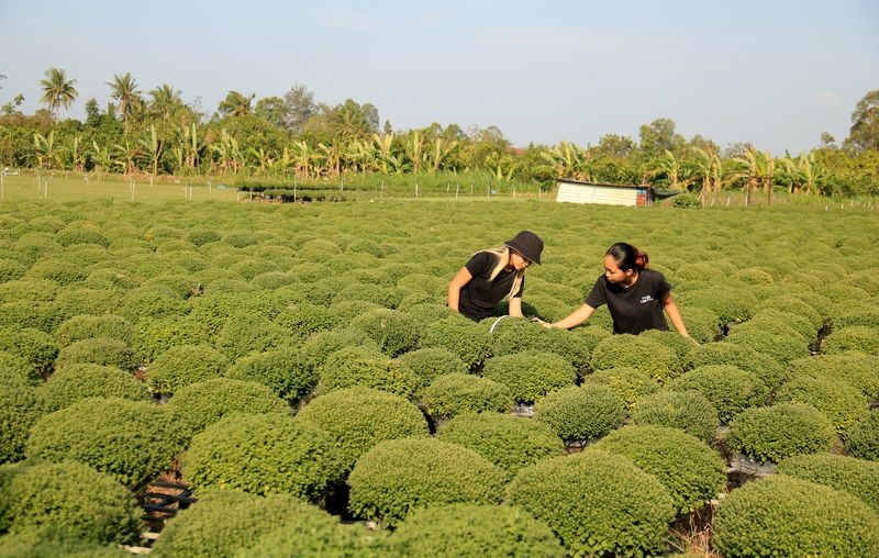 Hiện bà con đang tất bật chăm sóc và theo dõi tình hình diễn biến thời tiết để có biện pháp xử lý kịp thời, đảm bảo ra hoa vào đúng dịp tết.