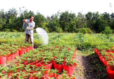 Chú Lực tích cực chăm sóc hoa Tết.