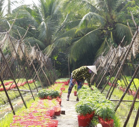 Nông dân hy vọng thời tiết tiếp tục thuận lợi, hoa nở đẹp và đúng dịp.