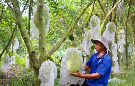 Các địa phương cần minh bạch hóa thông tin, kiểm soát chặt chẽ về mã số vùng trồng.