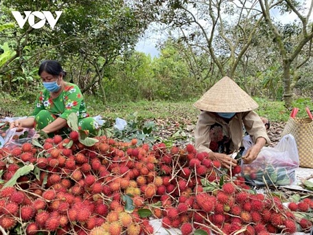  Chôm chôm trồng theo tiêu chuẩn là một trong 3 loại trái cây ở tỉnh Bến Tre đã được xuất khẩu sang thị trường Hoa Kỳ.