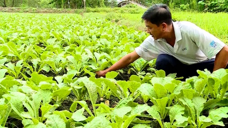 Giá củ cải trắng tăng cao, nông dân rất phấn khởi.