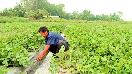 Với năng suất và giá bán như hiện nay nông dân trồng dưa hấu rất phấn khởi, tin rằng sẽ đón Tết sung túc.