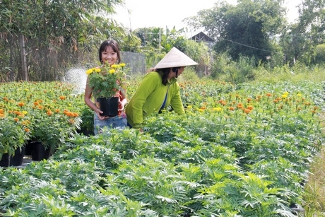 Làng nghề hoa kiểng Phó Thọ - Bà Bộ nở hoa quanh năm, cung cấp cho thị trường.