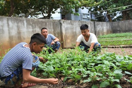 Các anh lính đảo chăm sóc vườn rau xanh tốt sau những giờ huấn luyện trên thao trường.