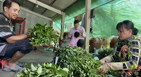 Một hộ gia đình vay vốn tín dụng chính sách để duy trì, mở rộng việc làm với mô hình trồng rau diếp cá.