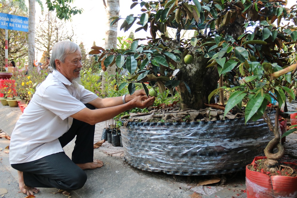 Vú sữa đang cho trái được cắt tỉa, tạo dáng giá từ 15- 20 triệu đồng/cây.