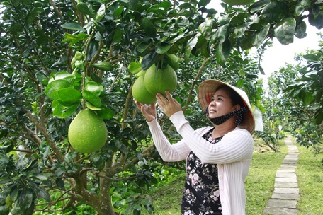 Nhà vườn trồng bưởi Năm Roi ở xã Mỹ Hòa chăm chút từng trái bưởi phục vụ Tết.