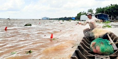 Cá lòng tong được thương lái đến nhà mua 90.000 - 100.000 đ/kg, ngư dân có thêm thu nhập.