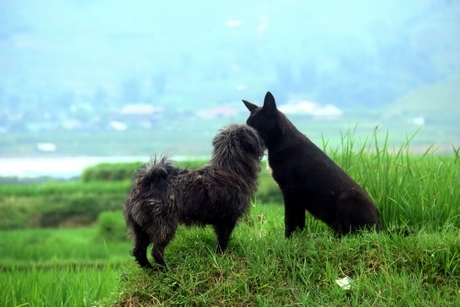 Hai chú chó “tỏ tình” trên những thửa ruộng bậc thang.