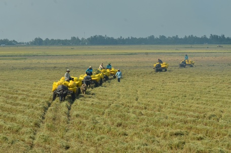 Cuộc khai thác Đồng Tháp Mười, biến vùng đất nhiễm phèn thành một trong hai vựa lúa lớn nhất ĐBSCL.  Ảnh: HUỲNH THANH THIỆN