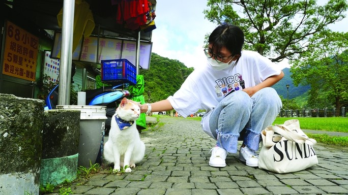 Du khách thoải mái vuốt ve, cho mèo ăn và chụp ảnh
