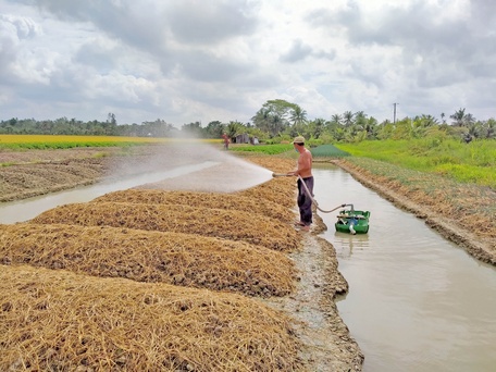 Nông dân xã Phước Hậu (huyện Long Hồ) xuống giống màu trong mùa khô.