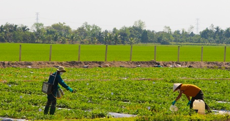 Nông dân tích cực ra đồng chăm sóc hoa màu, ruộng lúa.