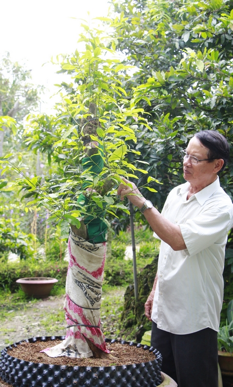 Cần tập trung chăm sóc, dưỡng mai sau Tết để phục hồi mai.