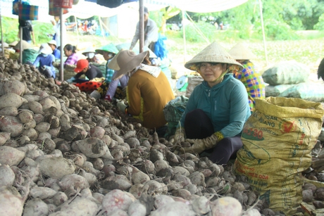 Mặt hàng khoai lang đã ký Nghị định thư, hiện Việt Nam - Trung Quốc đang chuẩn bị kiểm tra thực địa các cơ sở đóng gói. Ảnh: TRẦN PHƯỚC