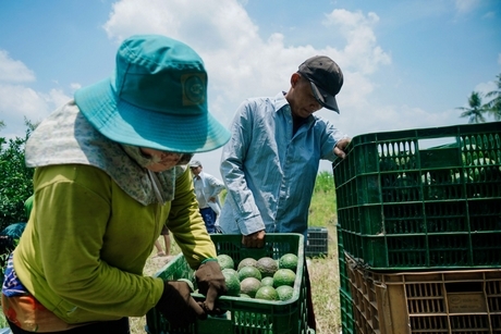 Nhiều nơi kêu gọi giải cứu cam sành.