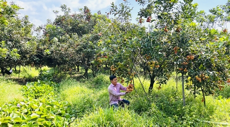 Xã Bình Hòa Phước hiện có khoảng 600ha chôm chôm.