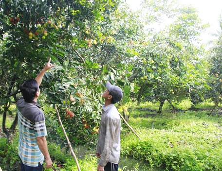 Nhà vườn chủ động nhiều giải pháp để bảo vệ vườn cây ăn trái.